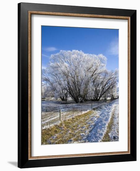 Hoar Frost, Oturehua, South Island, New Zealand-David Wall-Framed Photographic Print