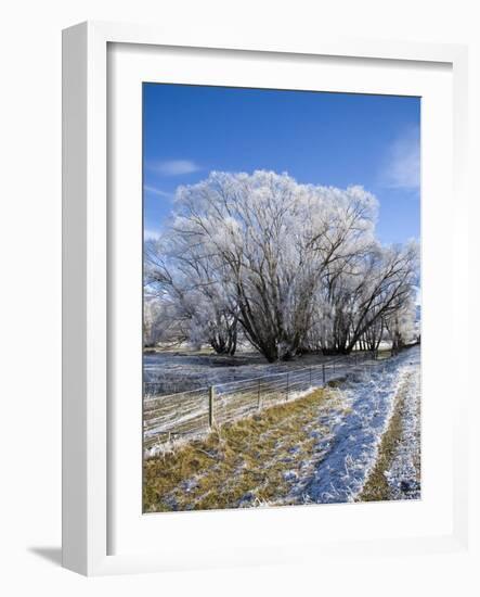 Hoar Frost, Oturehua, South Island, New Zealand-David Wall-Framed Photographic Print