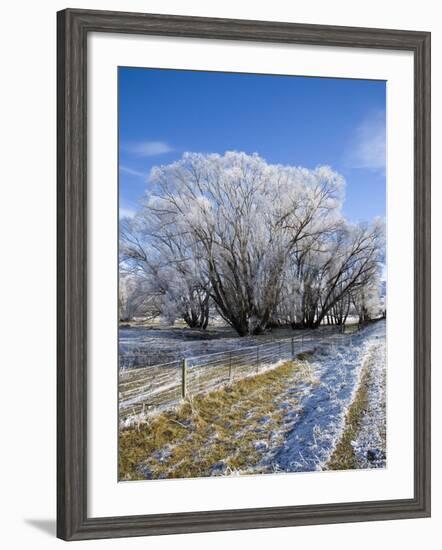 Hoar Frost, Oturehua, South Island, New Zealand-David Wall-Framed Photographic Print