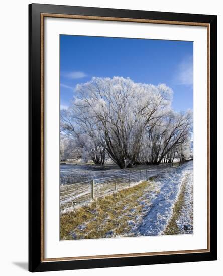 Hoar Frost, Oturehua, South Island, New Zealand-David Wall-Framed Photographic Print