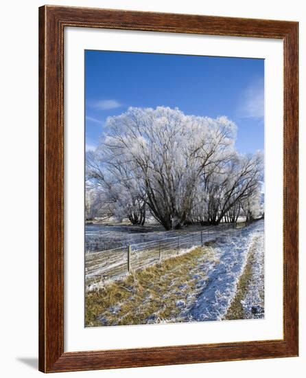 Hoar Frost, Oturehua, South Island, New Zealand-David Wall-Framed Photographic Print