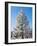Hoar frost ponderos pine tree, Sundance Ranch, Bend, Deschutes County, Oregon, USA-null-Framed Photographic Print