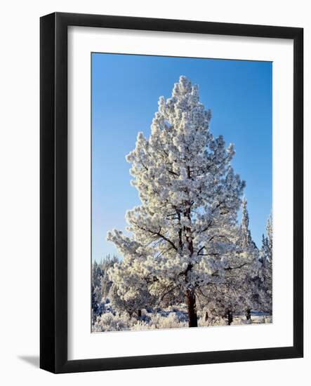 Hoar frost ponderos pine tree, Sundance Ranch, Bend, Deschutes County, Oregon, USA-null-Framed Photographic Print