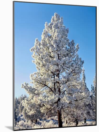 Hoar frost ponderos pine tree, Sundance Ranch, Bend, Deschutes County, Oregon, USA-null-Mounted Photographic Print