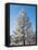 Hoar frost ponderos pine tree, Sundance Ranch, Bend, Deschutes County, Oregon, USA-null-Framed Premier Image Canvas
