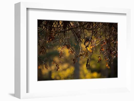 Hoar frost rowan branches on nature blur background-Paivi Vikstrom-Framed Photographic Print