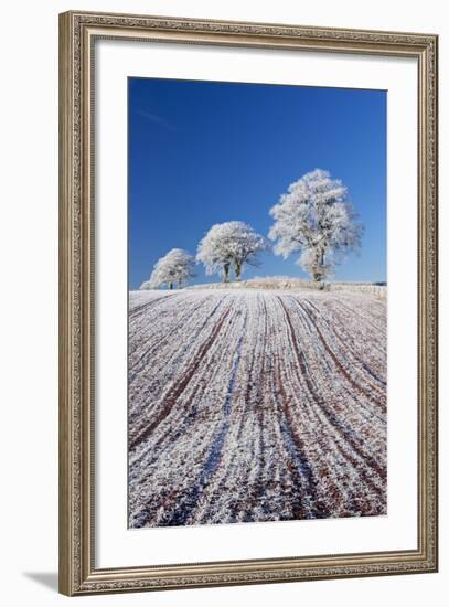 Hoar Frosted Farmland and Trees, Bow, Mid Devon, England. Winter-Adam Burton-Framed Photographic Print