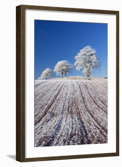 Hoar Frosted Farmland and Trees, Bow, Mid Devon, England. Winter-Adam Burton-Framed Photographic Print