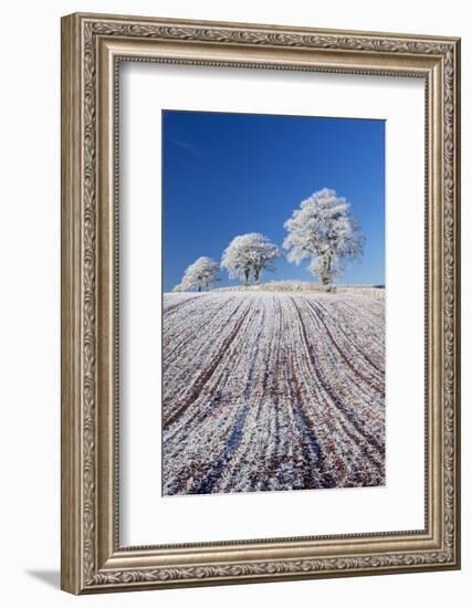 Hoar Frosted Farmland and Trees, Bow, Mid Devon, England. Winter-Adam Burton-Framed Photographic Print