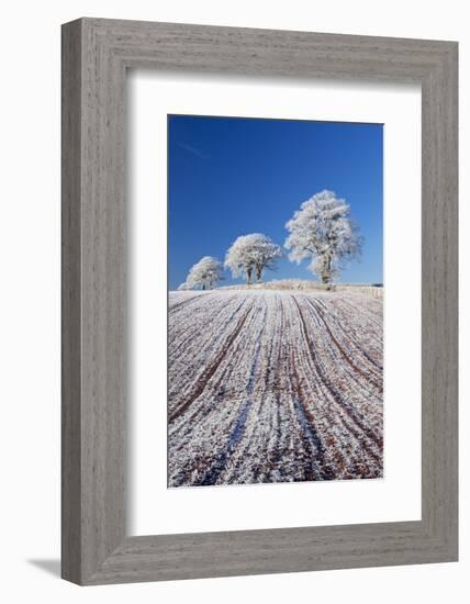 Hoar Frosted Farmland and Trees, Bow, Mid Devon, England. Winter-Adam Burton-Framed Photographic Print