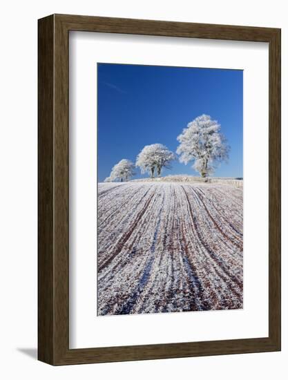 Hoar Frosted Farmland and Trees, Bow, Mid Devon, England. Winter-Adam Burton-Framed Photographic Print