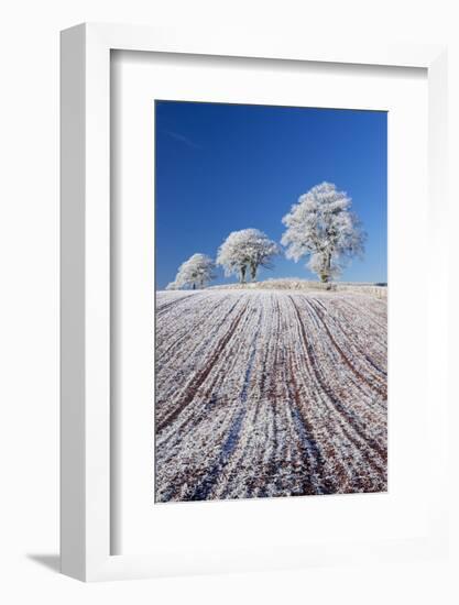 Hoar Frosted Farmland and Trees, Bow, Mid Devon, England. Winter-Adam Burton-Framed Photographic Print