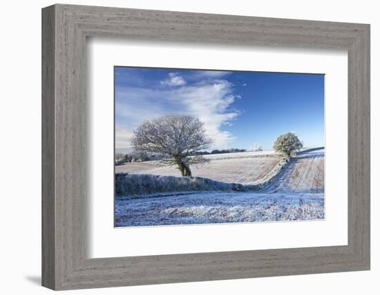 Hoar Frosted Farmland and Trees in Winter Time, Bow, Mid Devon, England. Winter-Adam Burton-Framed Photographic Print