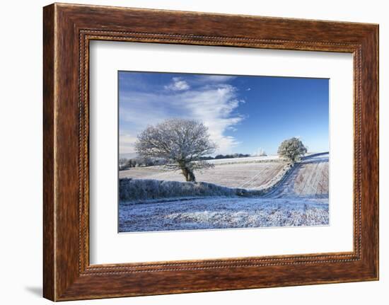 Hoar Frosted Farmland and Trees in Winter Time, Bow, Mid Devon, England. Winter-Adam Burton-Framed Photographic Print