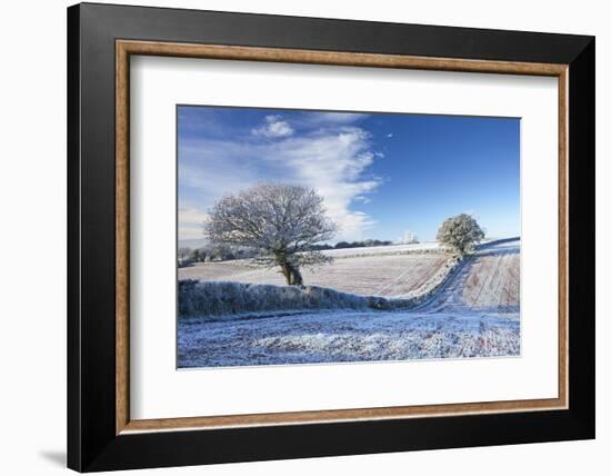 Hoar Frosted Farmland and Trees in Winter Time, Bow, Mid Devon, England. Winter-Adam Burton-Framed Photographic Print