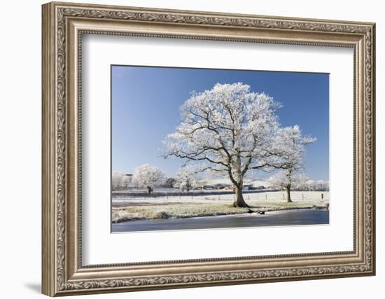 Hoar Frosted Tree on the Banks of a Frozen Lake, Morchard Road, Devon, England. Winter-Adam Burton-Framed Photographic Print