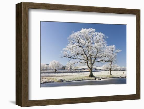 Hoar Frosted Tree on the Banks of a Frozen Lake, Morchard Road, Devon, England. Winter-Adam Burton-Framed Photographic Print