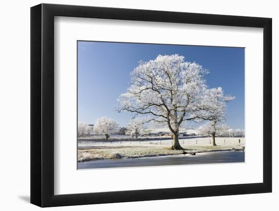 Hoar Frosted Tree on the Banks of a Frozen Lake, Morchard Road, Devon, England. Winter-Adam Burton-Framed Photographic Print