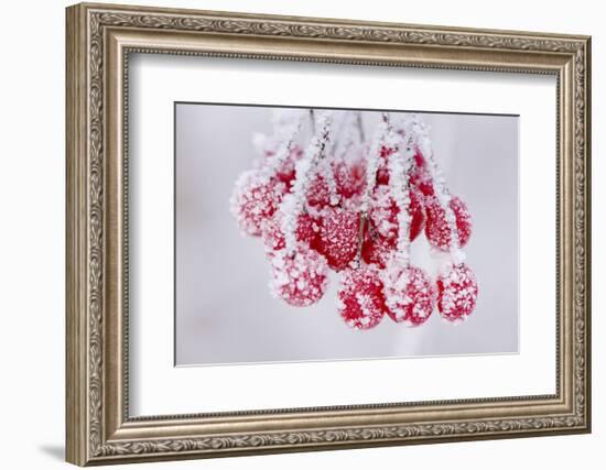 Hoarfrost at Plants in Icy Cold-Wolfgang Filser-Framed Photographic Print