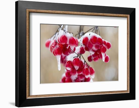 Hoarfrost at Plants in Icy Cold-Wolfgang Filser-Framed Photographic Print