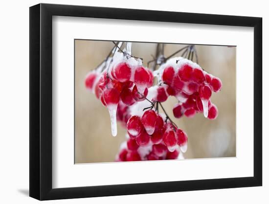 Hoarfrost at Plants in Icy Cold-Wolfgang Filser-Framed Photographic Print