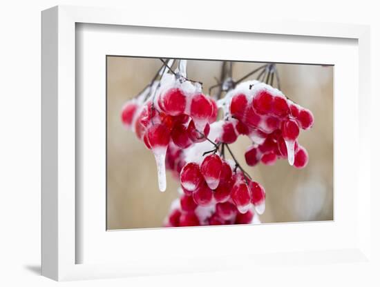 Hoarfrost at Plants in Icy Cold-Wolfgang Filser-Framed Photographic Print