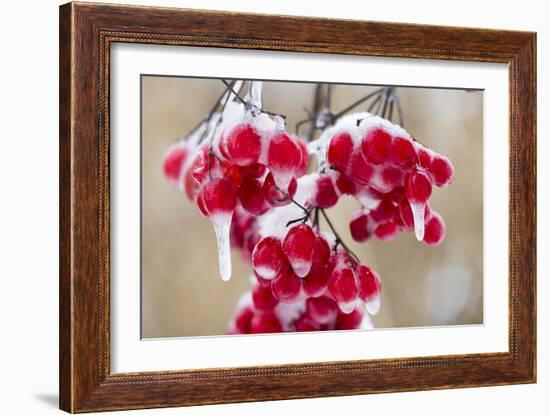 Hoarfrost at Plants in Icy Cold-Wolfgang Filser-Framed Photographic Print