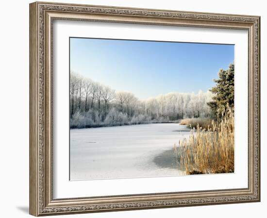 Hoarfrost Covered Trees Along Frozen Lake in Winter, Belgium-Philippe Clement-Framed Photographic Print