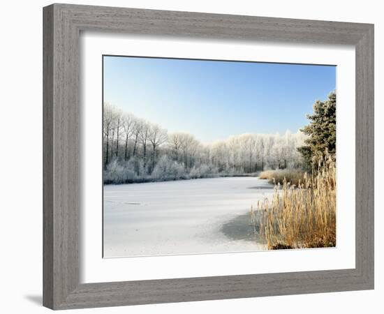 Hoarfrost Covered Trees Along Frozen Lake in Winter, Belgium-Philippe Clement-Framed Photographic Print