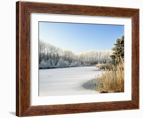 Hoarfrost Covered Trees Along Frozen Lake in Winter, Belgium-Philippe Clement-Framed Photographic Print