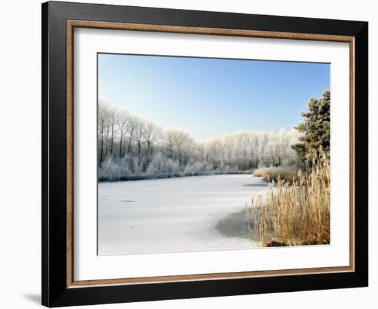 Hoarfrost Covered Trees Along Frozen Lake in Winter, Belgium-Philippe Clement-Framed Photographic Print