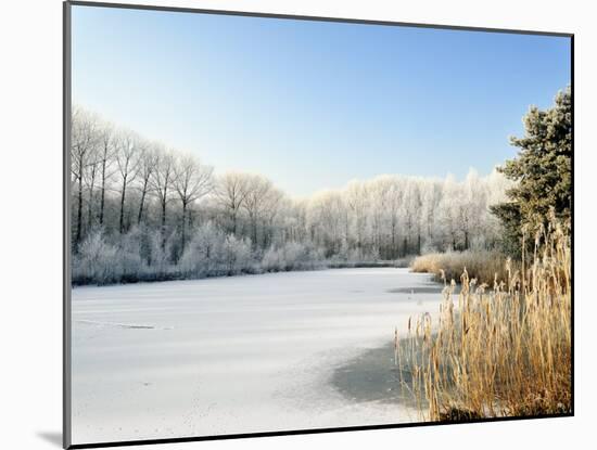 Hoarfrost Covered Trees Along Frozen Lake in Winter, Belgium-Philippe Clement-Mounted Photographic Print