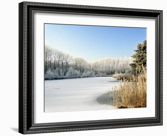 Hoarfrost Covered Trees Along Frozen Lake in Winter, Belgium-Philippe Clement-Framed Photographic Print