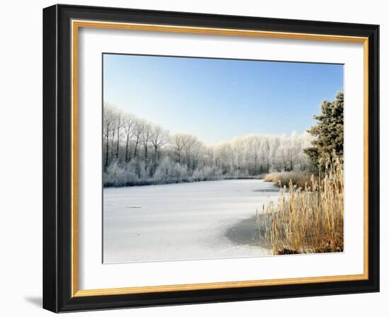 Hoarfrost Covered Trees Along Frozen Lake in Winter, Belgium-Philippe Clement-Framed Photographic Print