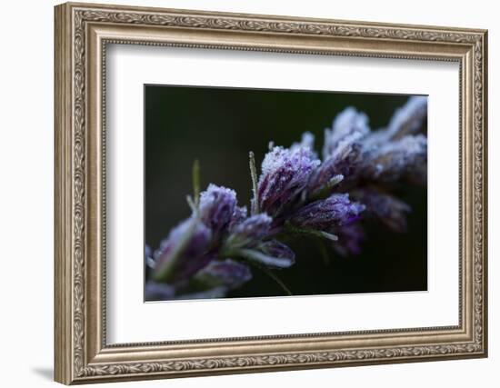 Hoarfrost crystals on dried pink flower buds on a black background-Paivi Vikstrom-Framed Photographic Print