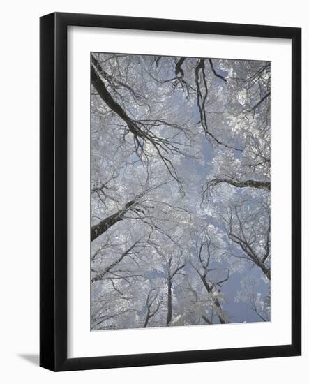 Hoarfrost in the Viennese Wood, Badener Lindkogel, Austria-Rainer Mirau-Framed Photographic Print