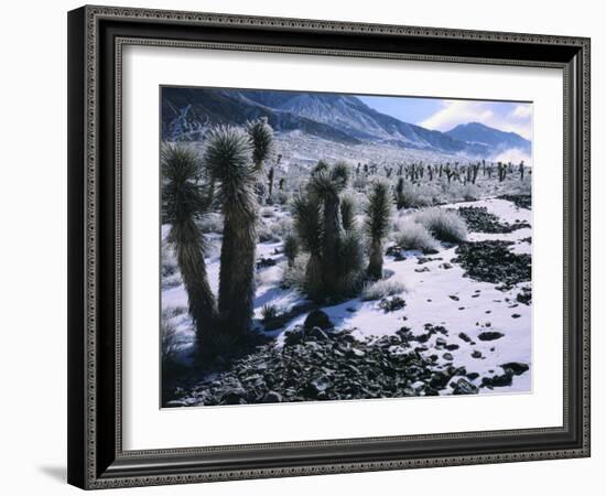 Hoarfrost on Joshua Trees, Racetrack Valley, Death Valley National Park, California, USA-Scott T. Smith-Framed Photographic Print