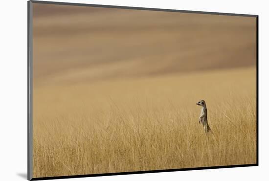 Hoarusib Valley, Namibia. Africa. a Meerkat Stands Tall in the Prairie-Janet Muir-Mounted Photographic Print