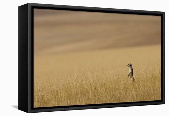 Hoarusib Valley, Namibia. Africa. a Meerkat Stands Tall in the Prairie-Janet Muir-Framed Premier Image Canvas