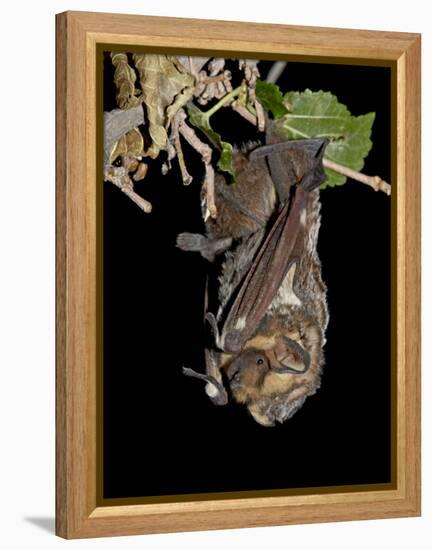 Hoary Bat Perched, Near Portal, Arizona, USA-James Hager-Framed Premier Image Canvas