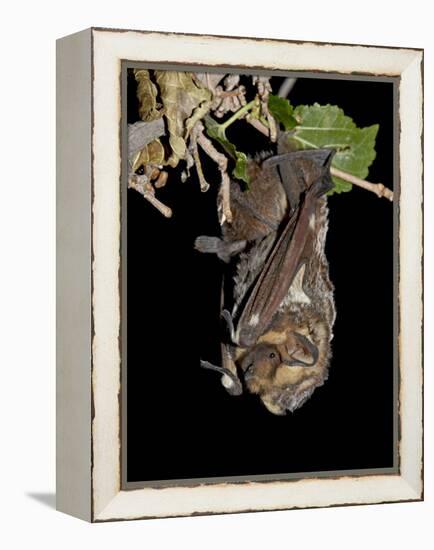 Hoary Bat Perched, Near Portal, Arizona, USA-James Hager-Framed Premier Image Canvas