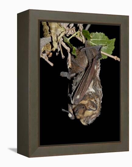 Hoary Bat Perched, Near Portal, Arizona, USA-James Hager-Framed Premier Image Canvas
