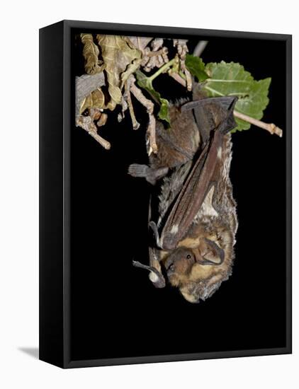 Hoary Bat Perched, Near Portal, Arizona, USA-James Hager-Framed Premier Image Canvas