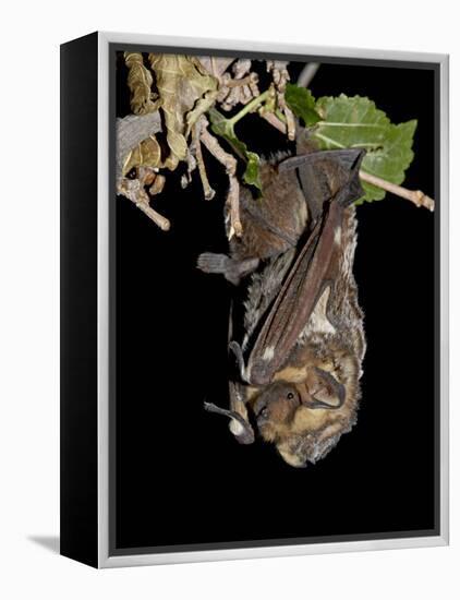 Hoary Bat Perched, Near Portal, Arizona, USA-James Hager-Framed Premier Image Canvas