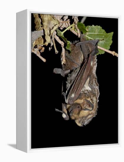 Hoary Bat Perched, Near Portal, Arizona, USA-James Hager-Framed Premier Image Canvas