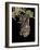 Hoary Bat Perched, Near Portal, Arizona, USA-James Hager-Framed Photographic Print