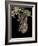 Hoary Bat Perched, Near Portal, Arizona, USA-James Hager-Framed Photographic Print