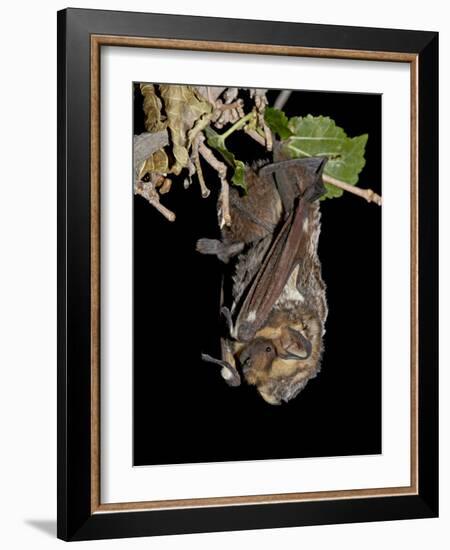 Hoary Bat Perched, Near Portal, Arizona, USA-James Hager-Framed Photographic Print