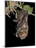 Hoary Bat Perched, Near Portal, Arizona, USA-James Hager-Mounted Photographic Print