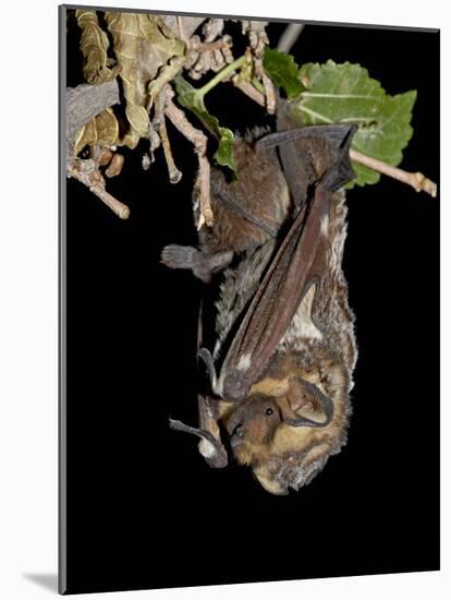 Hoary Bat Perched, Near Portal, Arizona, USA-James Hager-Mounted Photographic Print